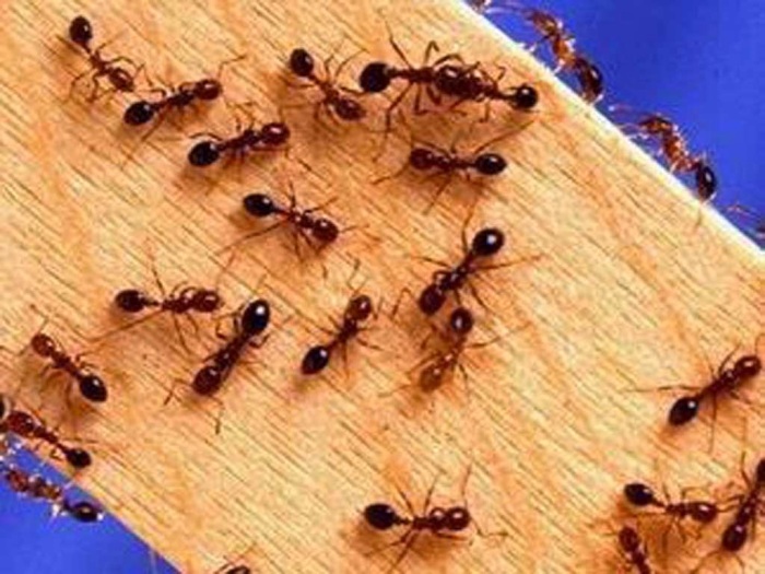 Hasil gambar untuk Menghilangkan Semut Dengan Cepat Mematikan